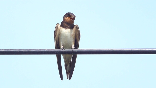 燕子在清理电线上的羽毛视频下载