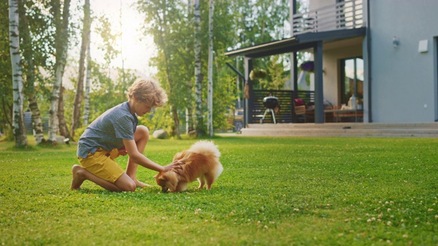 小男孩在后院和可爱的小博美犬玩耍。他喂零食和宠物他最好的朋友有趣的毛茸茸的狗。郊区住宅庭院的阳光夏日视频素材
