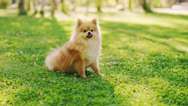 最可爱的小博美犬在草坪上休息，看着摄像机，执行命令坐下。最优质的狗品种标本显示它的聪明，可爱，和毛茸茸的美丽。彩色的地面侧视图拍摄视频素材