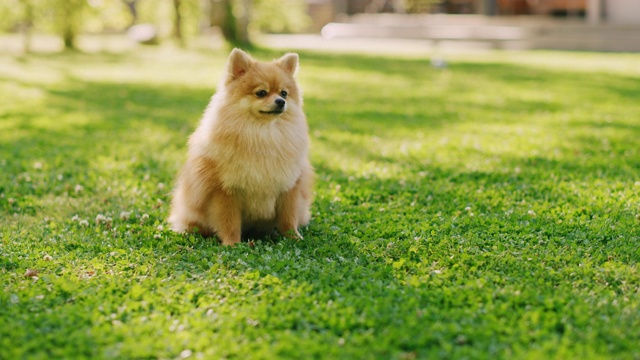 最可爱的纯种博美犬坐在后院的绿色草坪上，看着摄像机。最优质的狗品种标本显示它的聪明，可爱，和毛茸茸的美丽。彩色地面人像拍摄视频素材