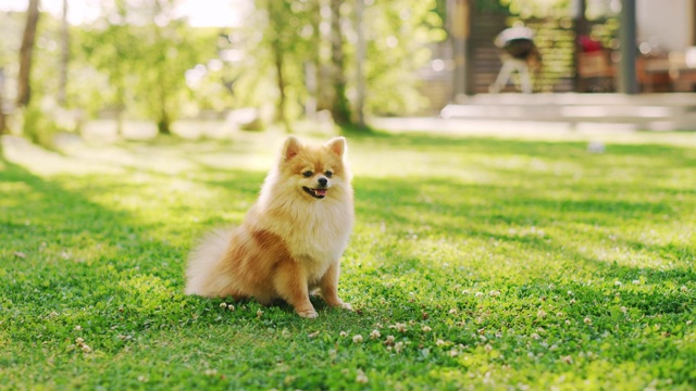 最可爱的小博美犬在草坪上休息，看着摄像机，执行命令坐下。最优质的狗品种标本显示它的聪明，可爱，和毛茸茸的美丽。彩色地面人像拍摄视频素材