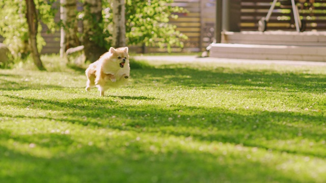 超级可爱的毛茸茸的纯种博美犬跑过夏天的绿色草坪。快乐的小狗在后院玩。移动低地面多莉轻微慢动作拍摄视频素材