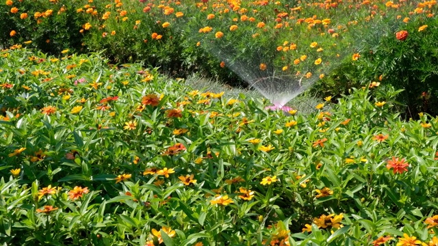 花园洒水器向花坛喷洒视频素材