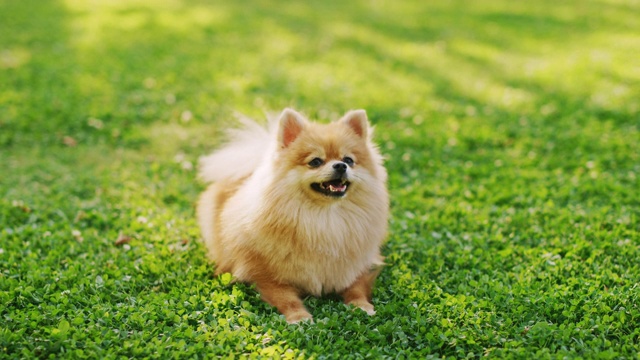 最可爱的纯种博美犬在草坪上休息，看着相机。最优质的狗品种标本显示它的聪明，可爱，和毛茸茸的美丽。彩色升高人像拍摄视频素材