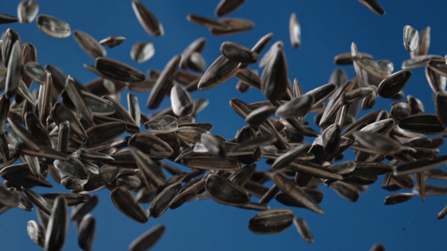 葵花籽在空中的蓝色背景视频下载