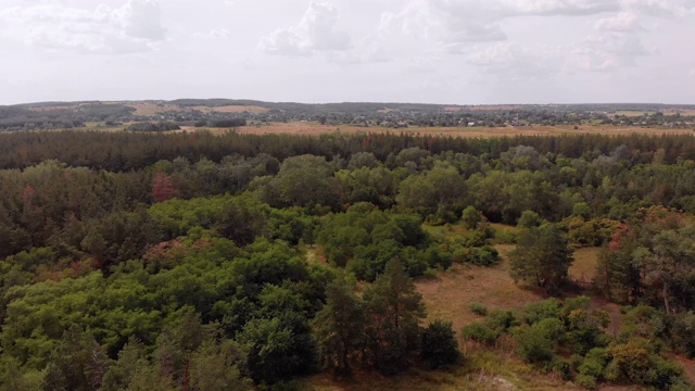 松树林鸟瞰图。绿色树木的森林公园。从上面的观点视频素材