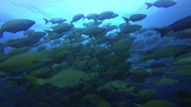 在德国海峡-帕劳，密克罗尼西亚的大型杰克鱼群视频素材