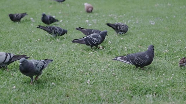 一群野鸽和麻雀在绿色的田野上觅食。视频素材