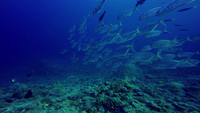 密克罗尼西亚帕劳群岛蓝角的大群杰克鱼视频素材