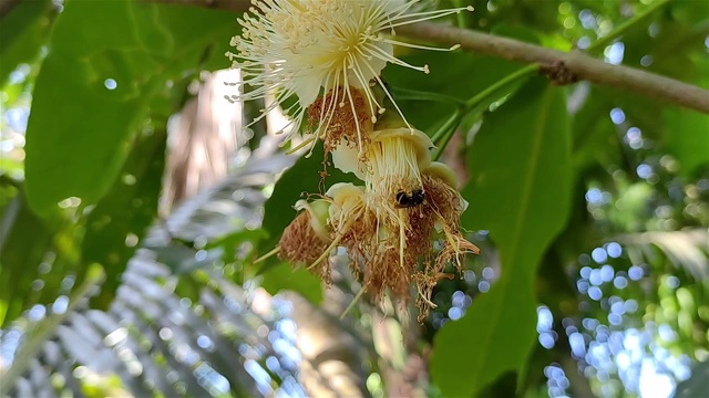 小蜜蜂正在水苹果花上吃蜂蜜。这种水苹果学名是Syzygium aquum。这棵树因其木材和可食用的果实而被栽培。视频下载