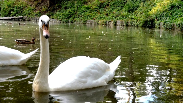 优雅的白天鹅漂浮在小池塘的水面上。视频素材