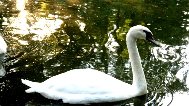 优雅的白天鹅漂浮在小池塘的水面上。视频素材