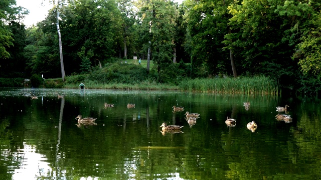 小池塘里绿色的水面上漂浮着许多灰色的鸭子。视频素材