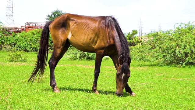 一匹拴着的黑马在草地上吃草。视频素材