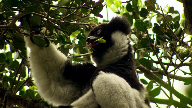 大狐猴吃树叶，马达加斯加视频下载