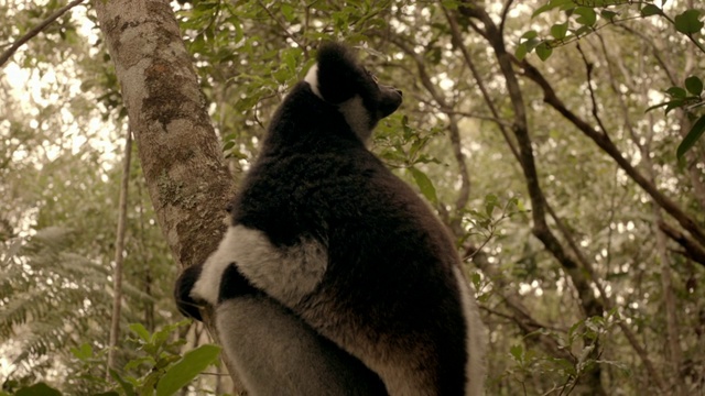 马达加斯加，一个人在喂养大狐猴的叶子视频下载