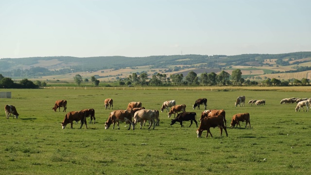 牛在田野里吃着新鲜的绿草。农村的一群奶牛。在绿色草地上吃草的家畜。视频素材