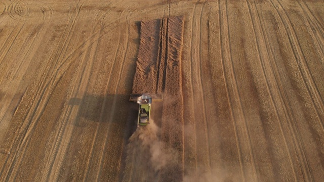 航拍:日落时分，在联合收割机收割小麦的上空飞行。4 k视频素材