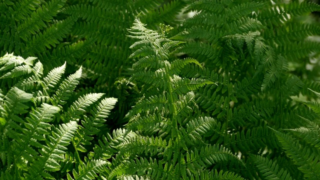绿色的蕨类植物的叶子视频素材