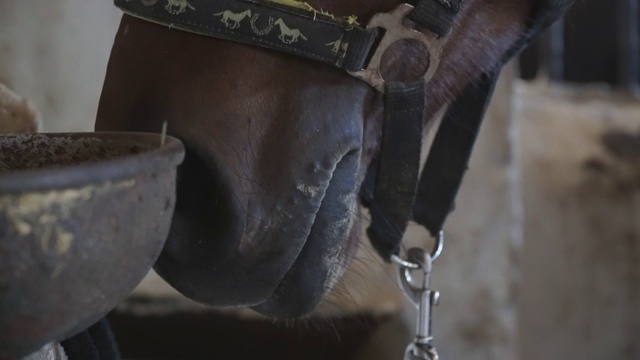 近距离观察在马厩里漂亮的棕色马的口吻。纯种马的鼻子闻食物的细节视图。慢动作视频素材