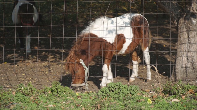两匹小马或马在围场里吃草。纯种母马在农场吃饲料。稳定器拍摄慢动作近距离视频素材