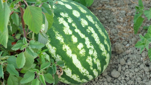 西瓜在田里。健康、有机、美味的夏季水果。视频素材