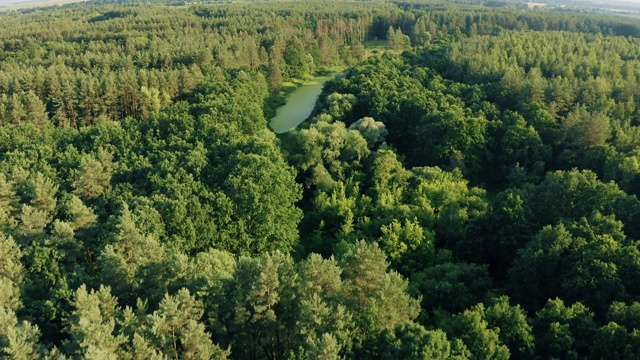 无人机俯瞰绿色森林和小沼泽景观。从高处俯瞰在夏天的傍晚。混交林中的小沼泽。无人机的观点。鸟瞰视频素材