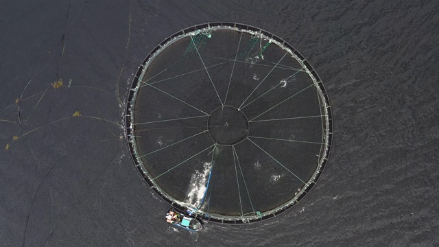 鸟瞰图俯瞰鱼在一个圆形渔场浮动在一个湖，苏格兰高地，英国视频下载