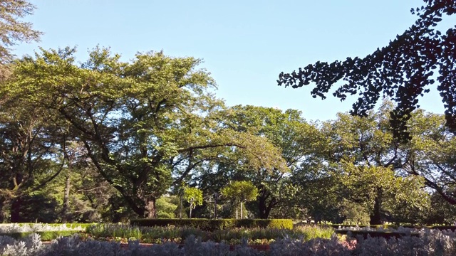 东京新宿区的一个大公园里的花坛视频素材