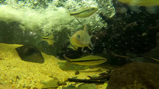 鱼缸中的淡水鱼视频素材