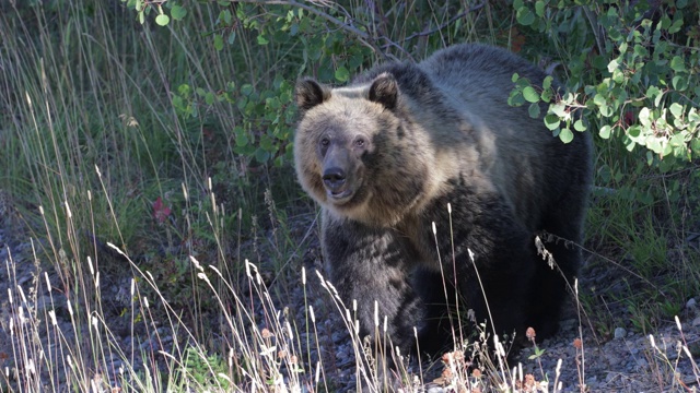 TS 4K拍摄的著名灰熊#610的幼崽(熊的arctos)，她从山坡上下来视频素材