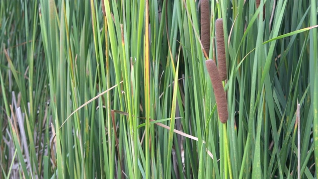 全框架的边缘池塘植物在绿色视频素材