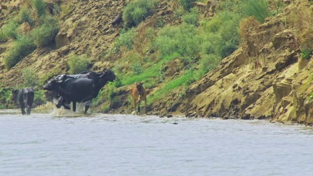 水里的一群水牛和两只狗——远射视频下载