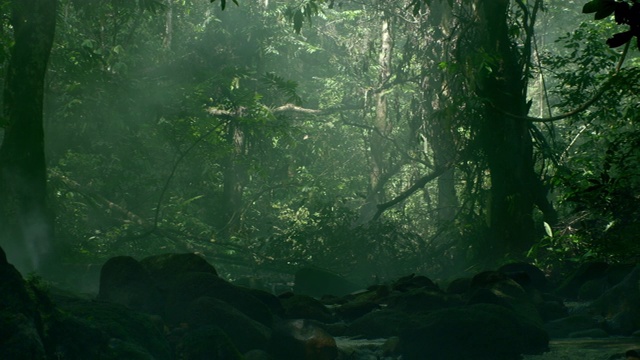神秘蒸汽在热带丛林溪视频下载