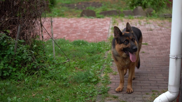 一只德国牧羊犬在院子里散步。有一天狗守卫着房子。视频素材