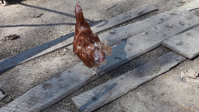 在谷仓散养觅食的鸡视频素材