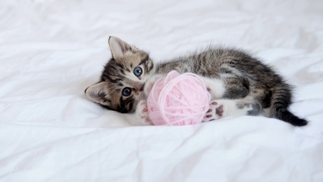 4k条纹家猫玩家。白色的床上有一只可爱的小猫，穿着粉红色的线团视频下载