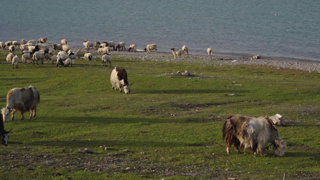 中国青海湖附近的羊和牦牛。视频素材
