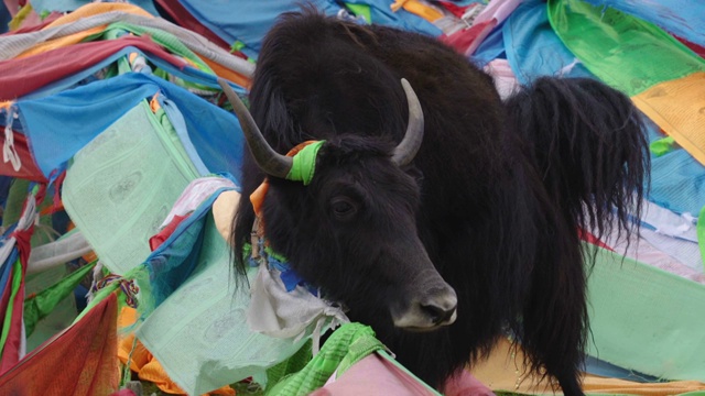 中国青海山上牦牛的彩色经幡。视频素材