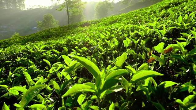 印度喀拉拉邦穆纳尔茶树上的年轻绿茶叶子视频素材