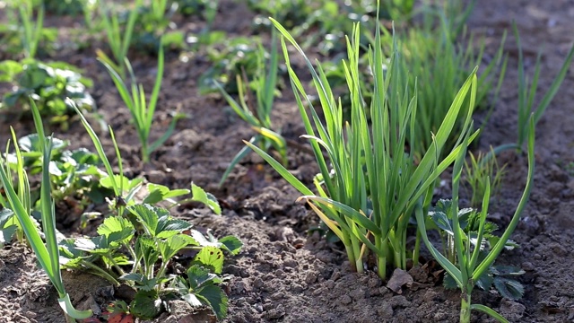 带羽毛的绿色大蒜和草莓生长在花园里，背景，春天视频下载