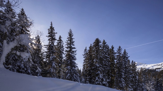 在日出时，沿着被雪覆盖的常青树拍摄视频下载