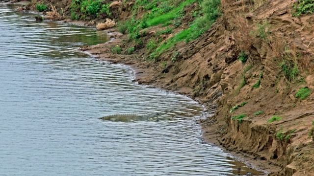 在河岸附近，一只母长吻鄂呆在幼崽身边保护它们——长镜头视频素材