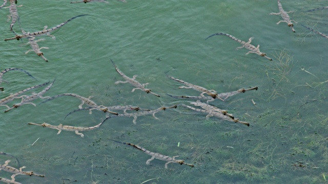鳄鱼幼仔漂浮在浅水中视频下载