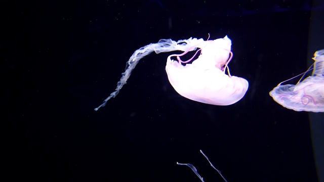 美丽的水母白色和紫色的颜色在深海中游泳。视频素材