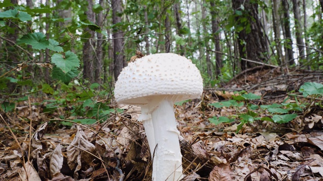 森林里白色蘑菇的特写视频下载
