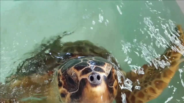 复原池里的红海龟视频下载