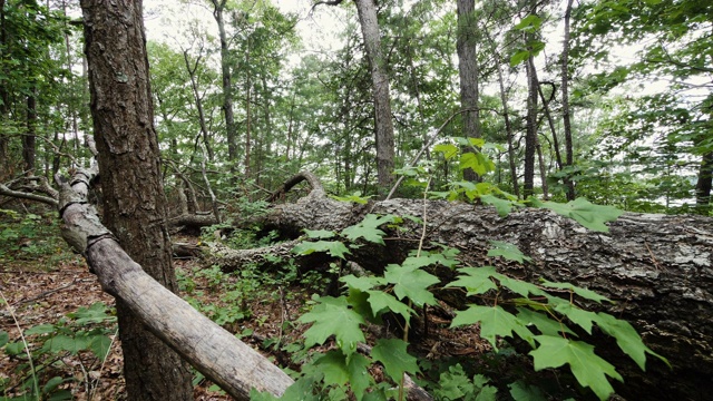 森林里倒下的大树视频素材