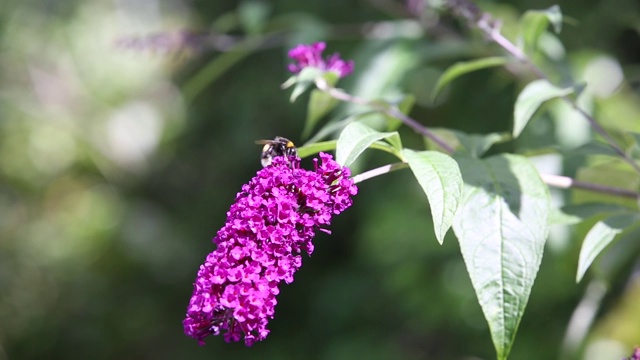 英国安布尔赛德，一只大黄蜂在水花上。视频素材