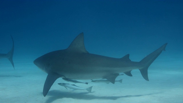 蓝水里的虎鲨视频下载